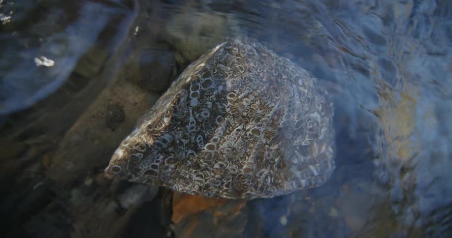 A stone with white round shapes submerged in the river