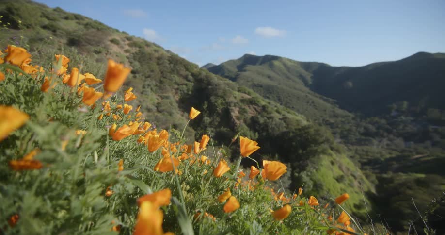 Yellow wildflowers grow on the slopes of a mountain