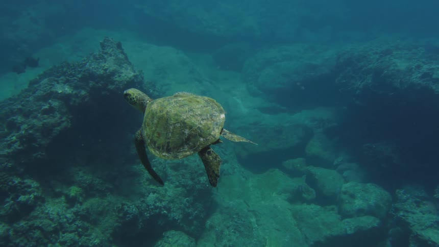 Tartaruga swimming in the depths of the sea