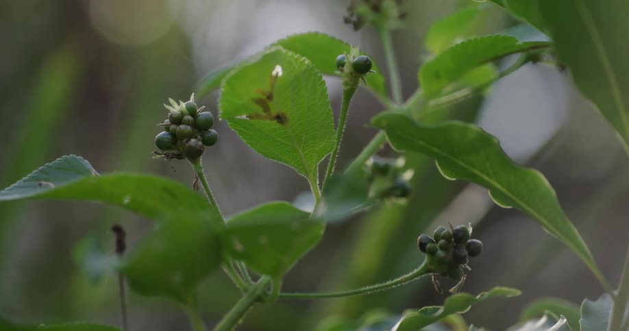 Closeup of a plant with the reflection of sunlight appearing