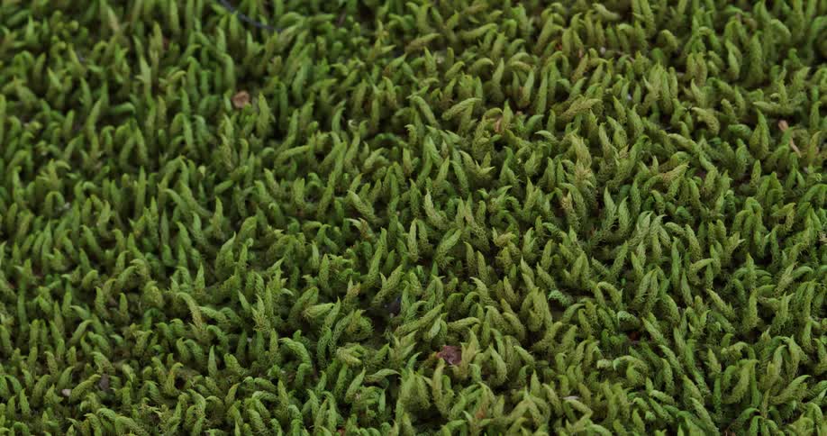 A lawn of small and completely motionless creeping plants