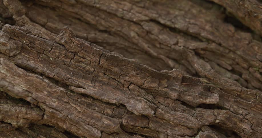 A dry tree trunk on a sunny day