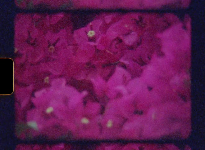 Cluster of pink flowers