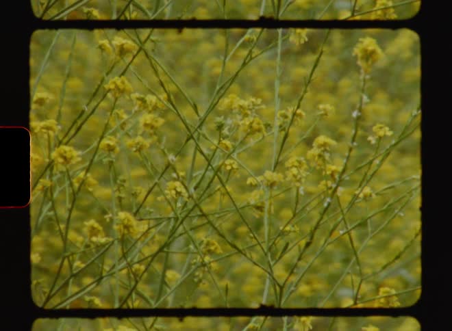 Closeup of yellow flowers in a garden