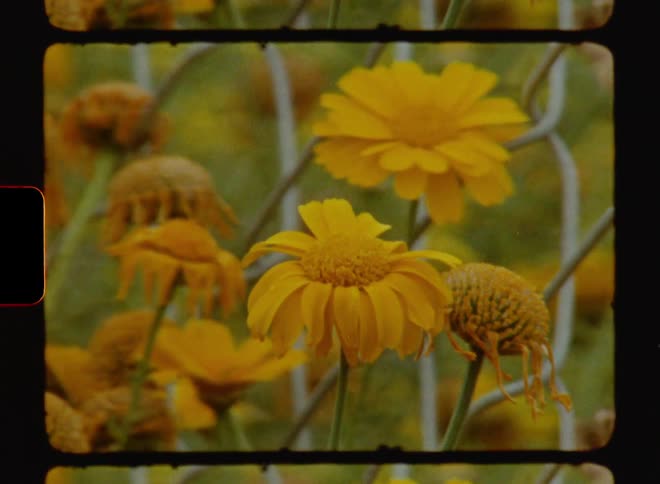 Closeup of yellow daisy flowers