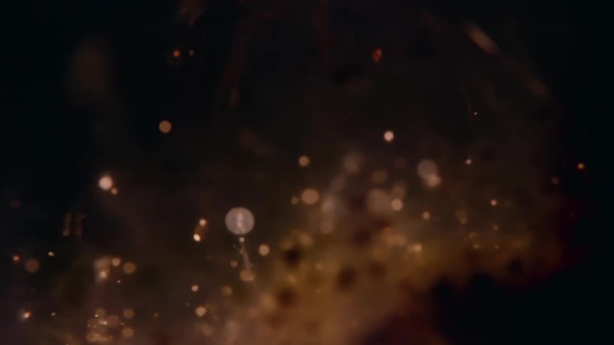 Spheres and tendrils float within large glowing sphere then all fade