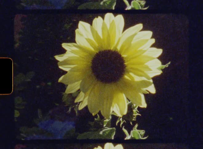 The sunflower blows in the wind
