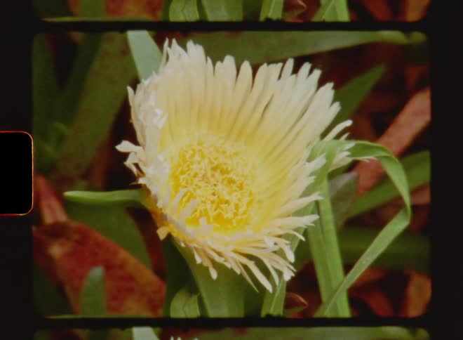 Yellow and white flower at midday