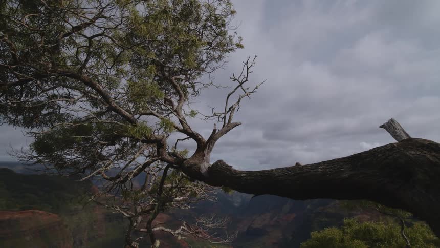 Drone shot of a tree branch over the mountain slope