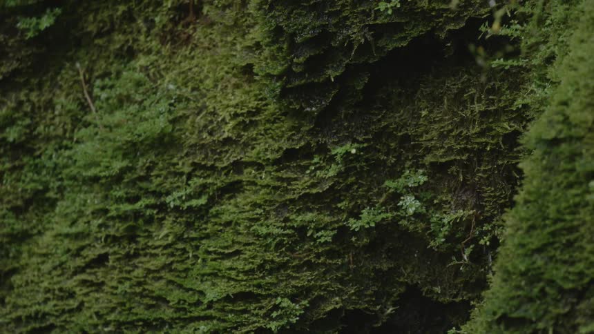 Dense green forest trees with limbs blowing in the wind