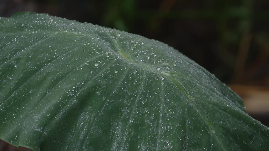 Large green leaf with water droplets moving in the breeze