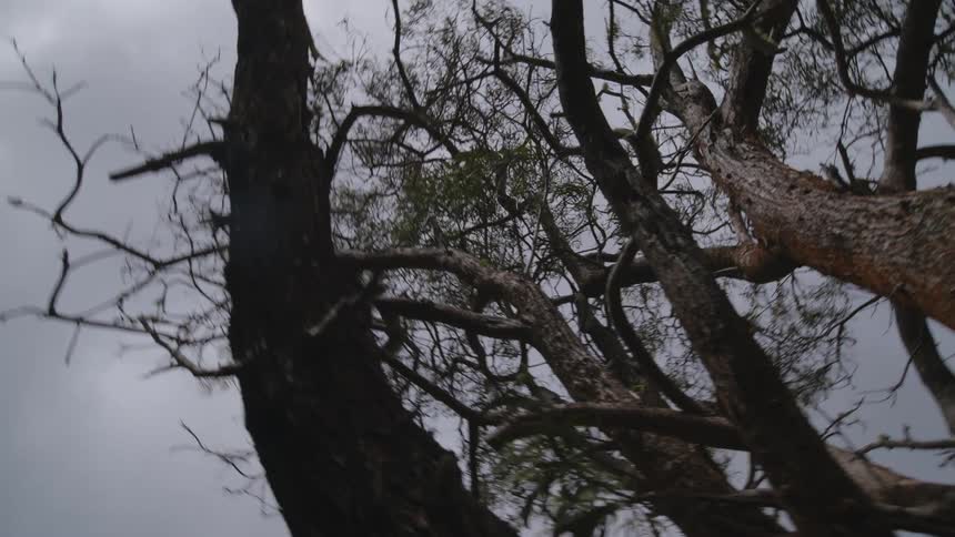 Trees are shown from middle to top with the sky above them
