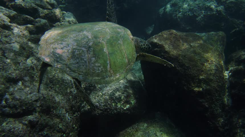 A turtle swimming underwater