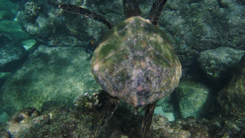 Sea turtle swimming underwater
