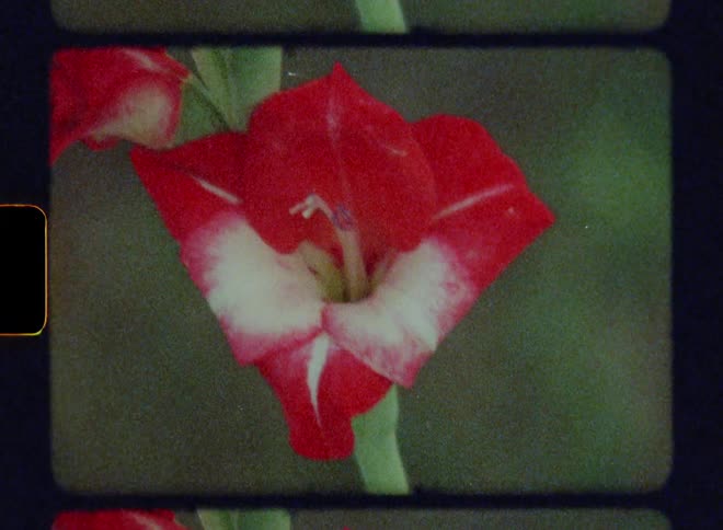 A red and white flower is in full bloom on a long green stem