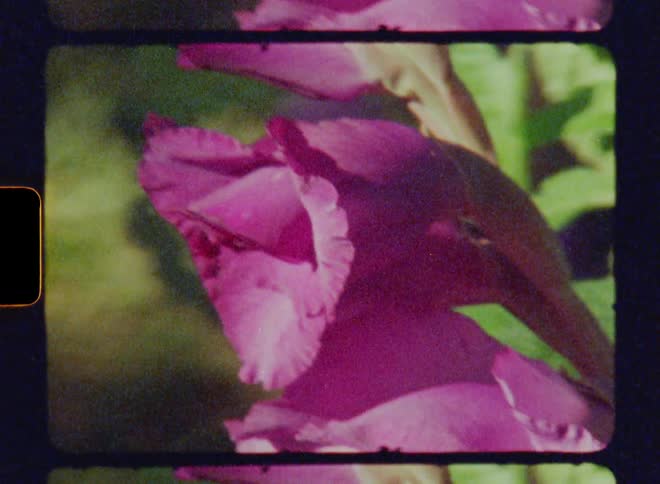 Close up of a bright pink flower with multiple petals moving back and forth in the wind on a sunny day