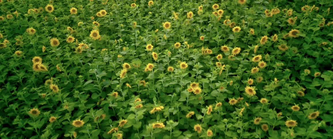 Aerial of a sunflower field