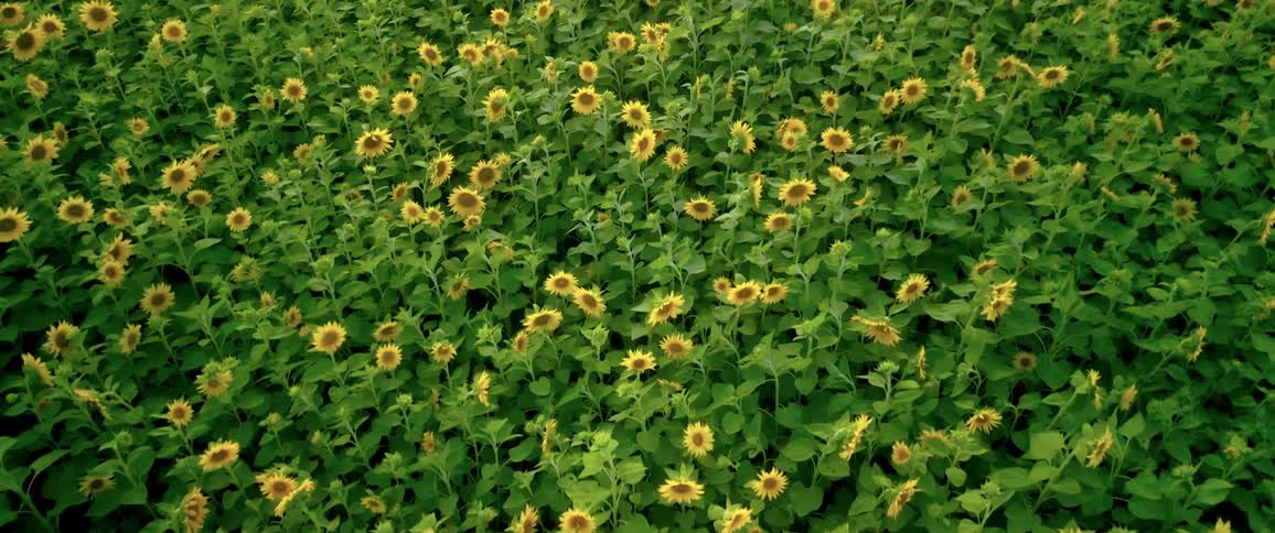 A field is filled with a garden of sunflowers