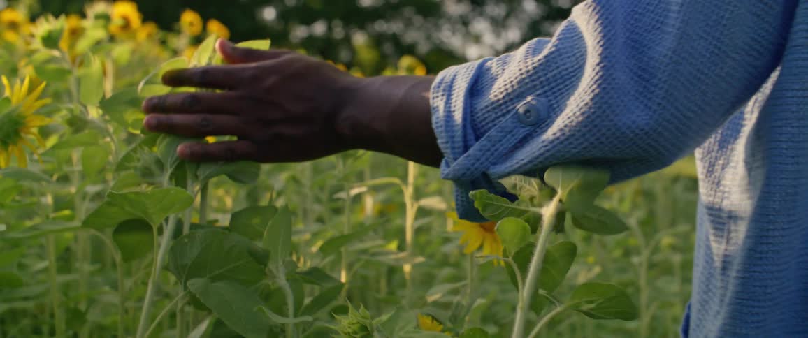A woman walks across a field of sunflowers and holds her hand out to touch them
