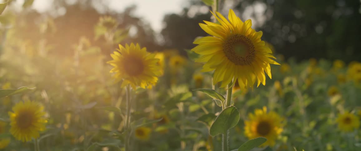 Closeup of a sunflower field with sunlight in the background