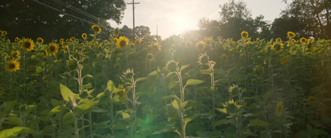 The field is covered in sunflowers