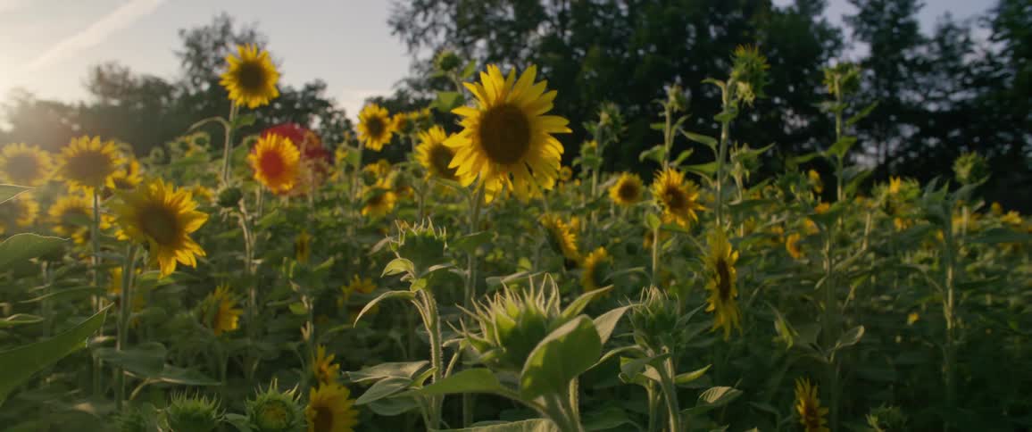 The sun shines upon a garden of blooming sunflowers