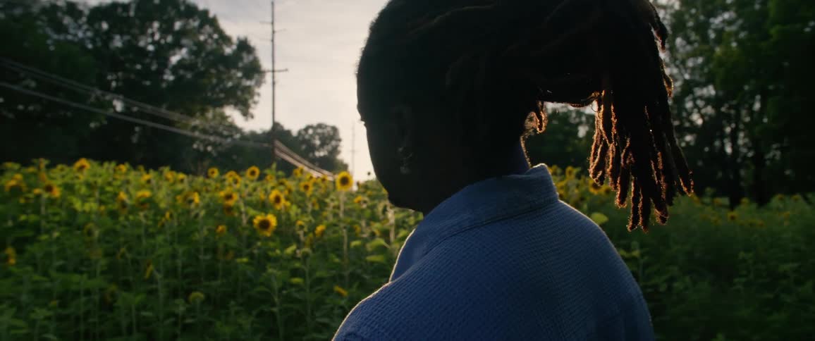 Man looks at a field of sunflowers at morning
