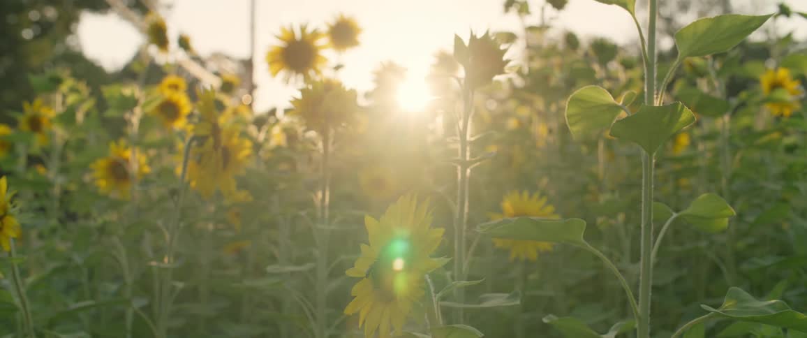 The sun shines brightly as a bee is pollinating on a sunflower in a garden