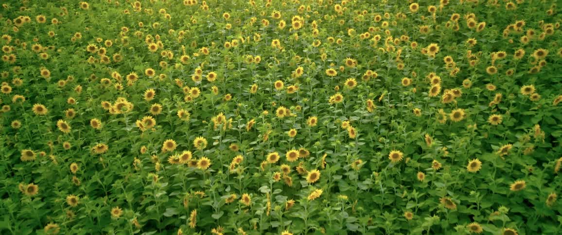 Aerial of a sunflower field