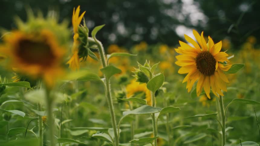 A field of sunflower flowers with yellow petals and green leaves