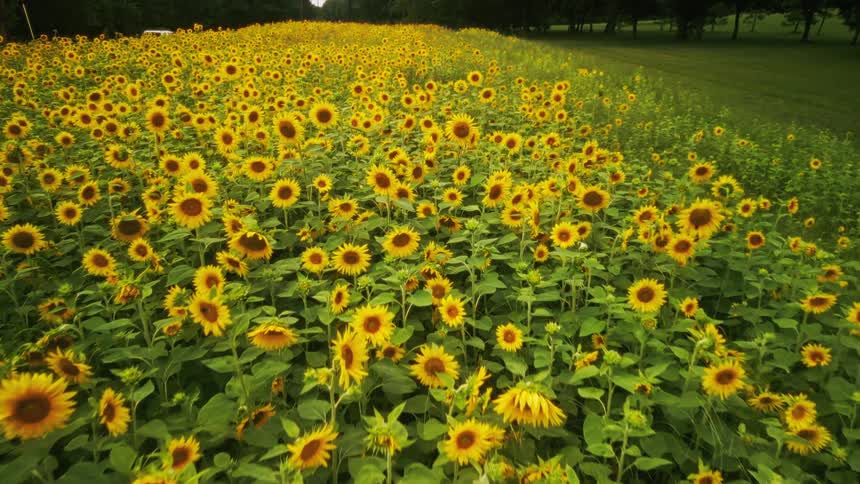 Field with vast sunflower plantations