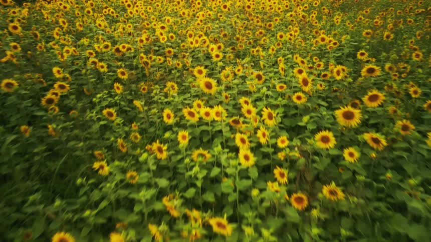 Garden with various sunflower plants