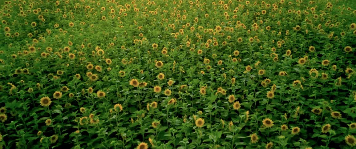 The field is full of yellow sunflowers