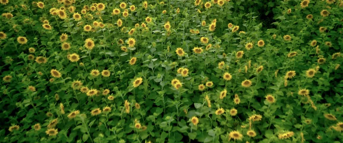 Field of sunflowers
