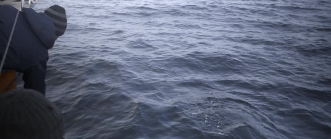 A dolphin jumps up out of the water