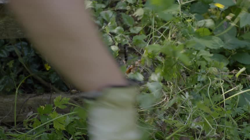 Closeup of a persons hand engaged in gardening