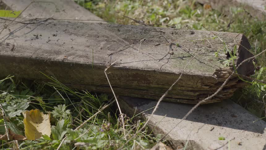 A spider walking on a piece of wood thrown to the ground