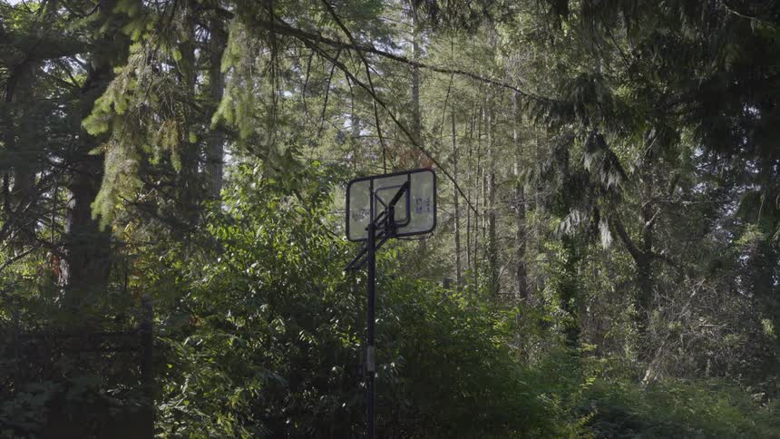 A basketball hoop in the middle of the woods