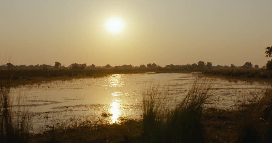 A lake surrounded by vegetation at dawn