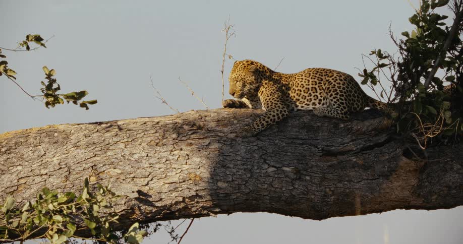 A leopard sleeps on a tree trunk during the day