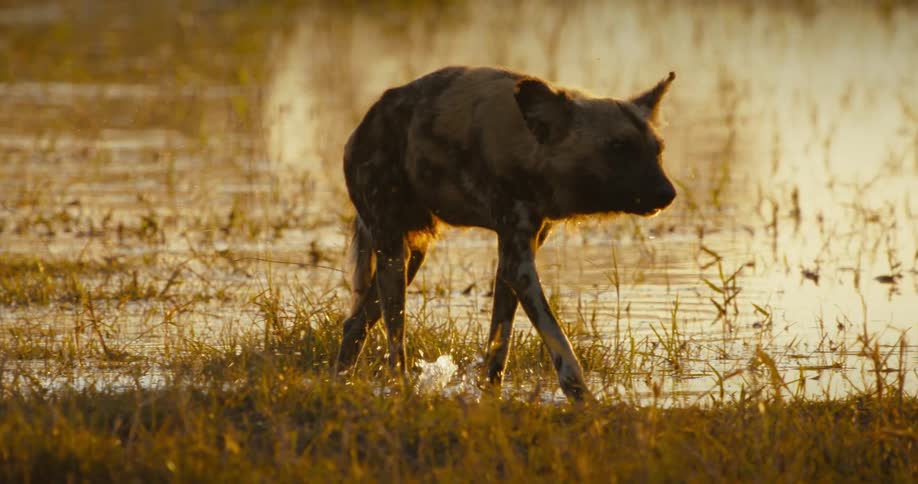 A African wild dog with its tail low walking in the lake in the jungle
