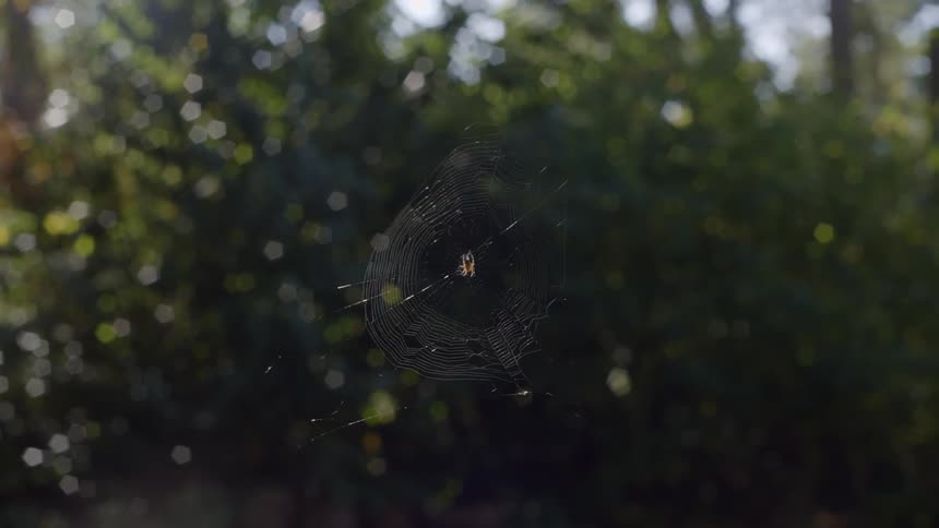A spiderweb blows in the breeze outdoors