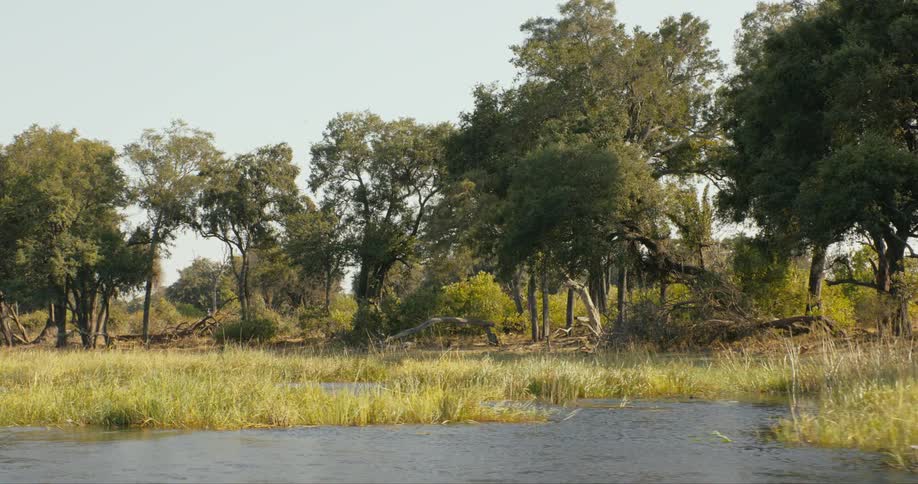 Trees reeds and water on a clear day