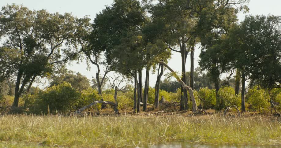 Nature with trees river during the day