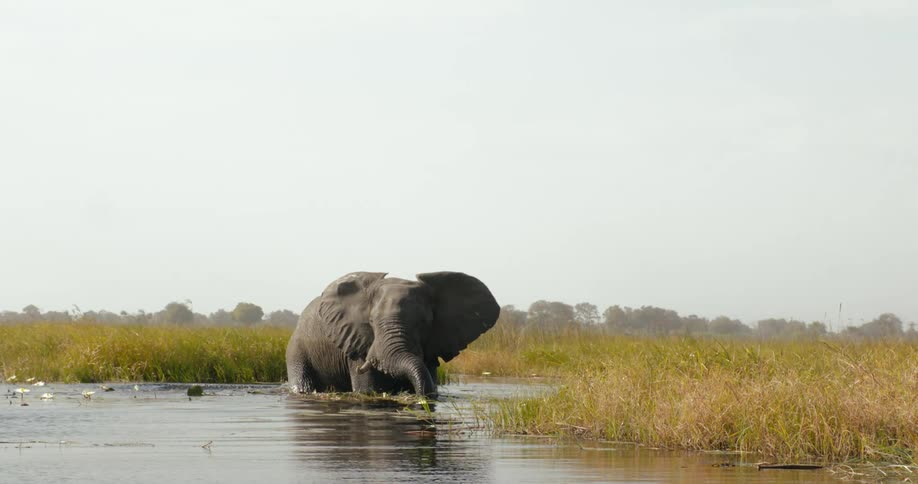 An elephant bathes in a river in the jungle during a sunny day
