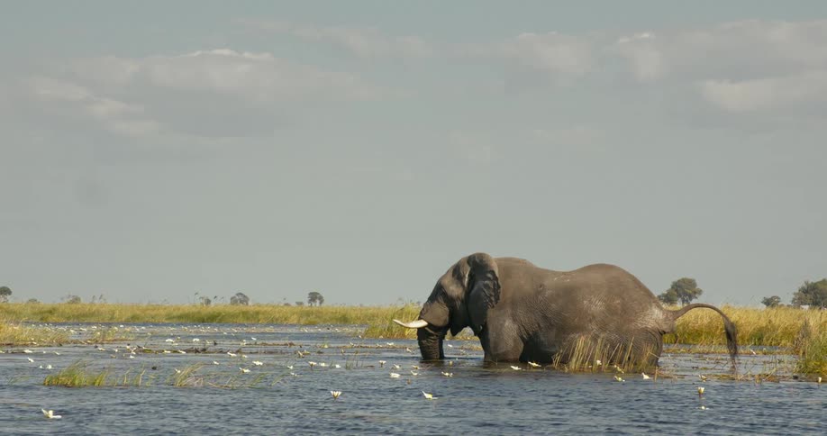 An elephant standing on a lake covered in grasses