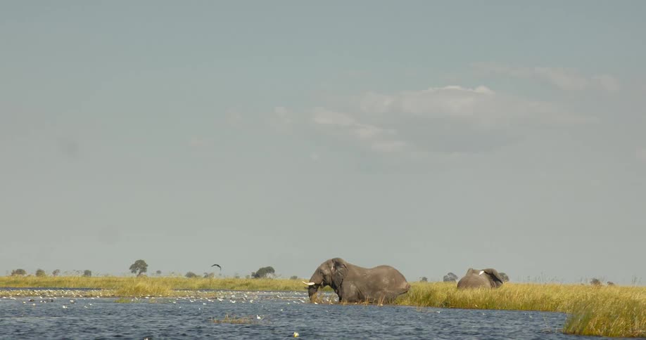 Two elephant walking inside a river partially covered in grasses with birds floating on top of the water
