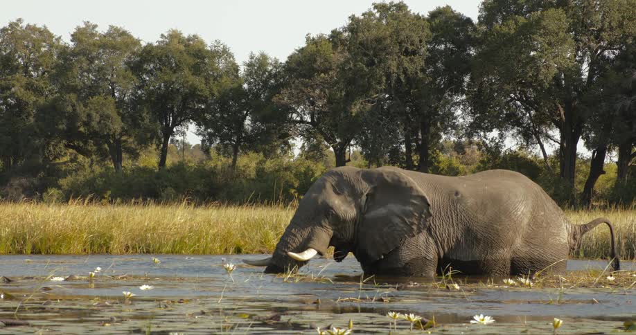 Elephant partially underwater in a river next to grasslands and a forest during day time