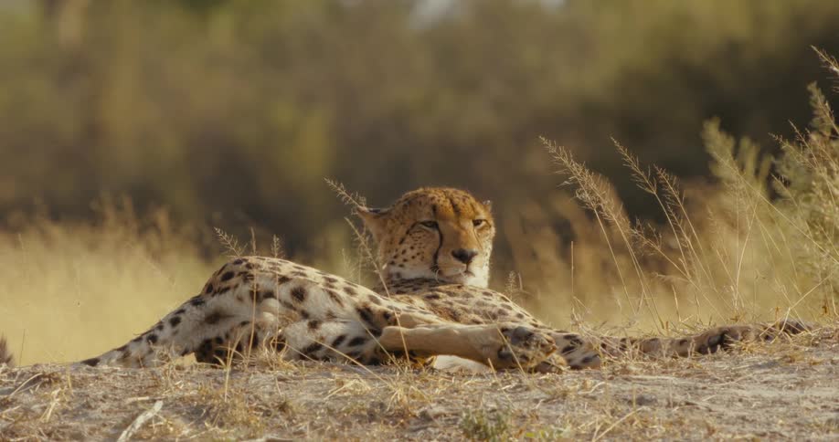 A cheetah rests in the forest during the day