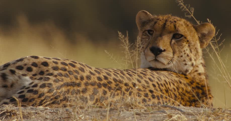 Close up of a cheetah laying down in grass during the day in the sunlight